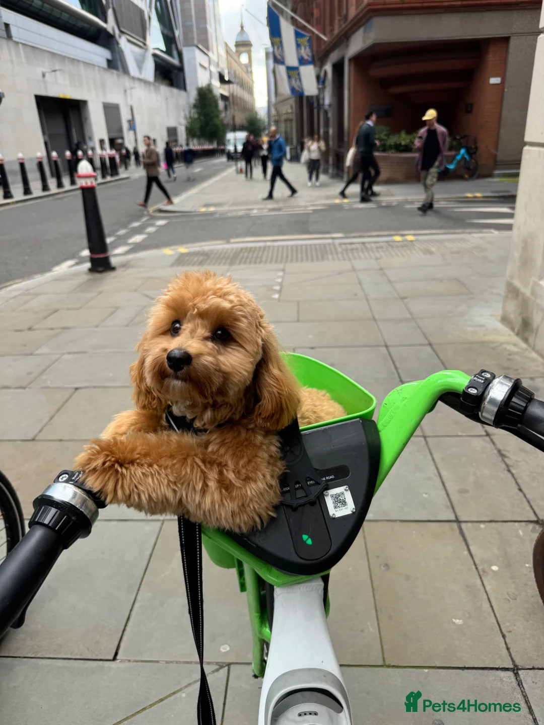 Mixed Breed dogs for stud: JEAN PHILIPPE COCKAPOO X TOY POODLE - Advert 2