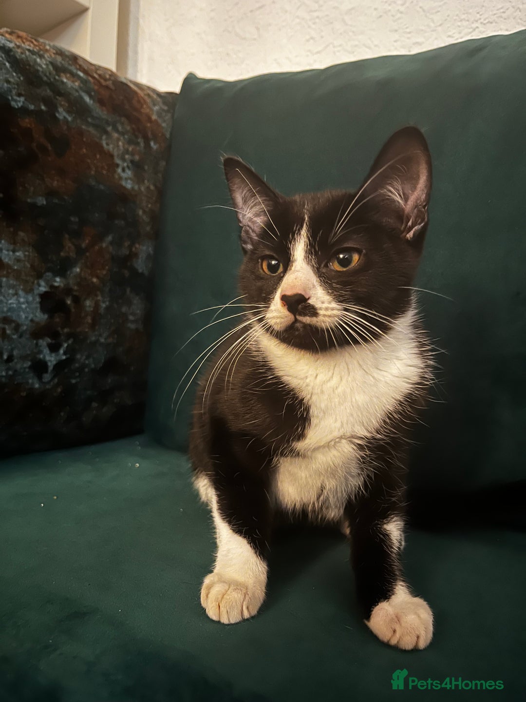 Domestic Shorthair cats for sale: 4 month old tuxedo kittens  - Advert 9