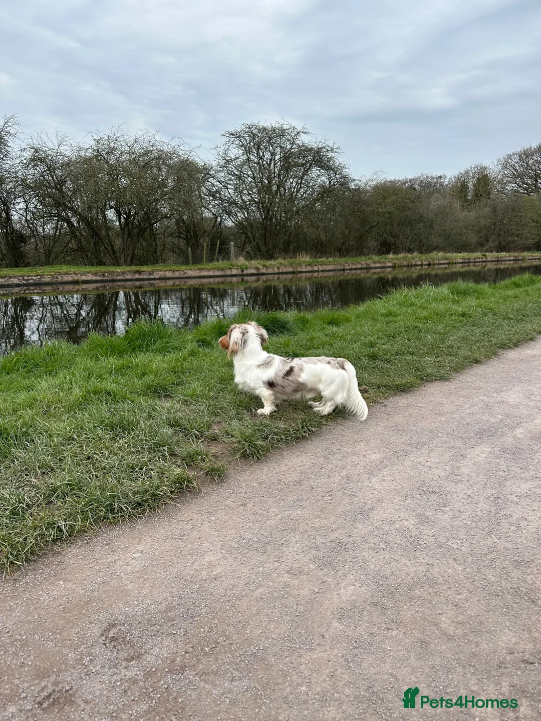 Dachshund dogs for stud: Proven stud in Wolverhampton - Advert 2