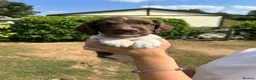 English Springer Spaniel dogs for sale: KC Working Springer Springer Puppies - Advert 18