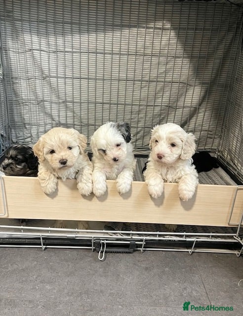 Shihpoo dogs Shih poo puppies  - Advert 3