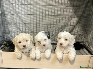 Shihpoo dogs Shih poo puppies - Advert 17