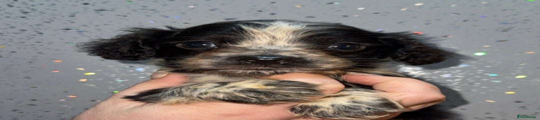 Cocker Spaniel Puppy 1