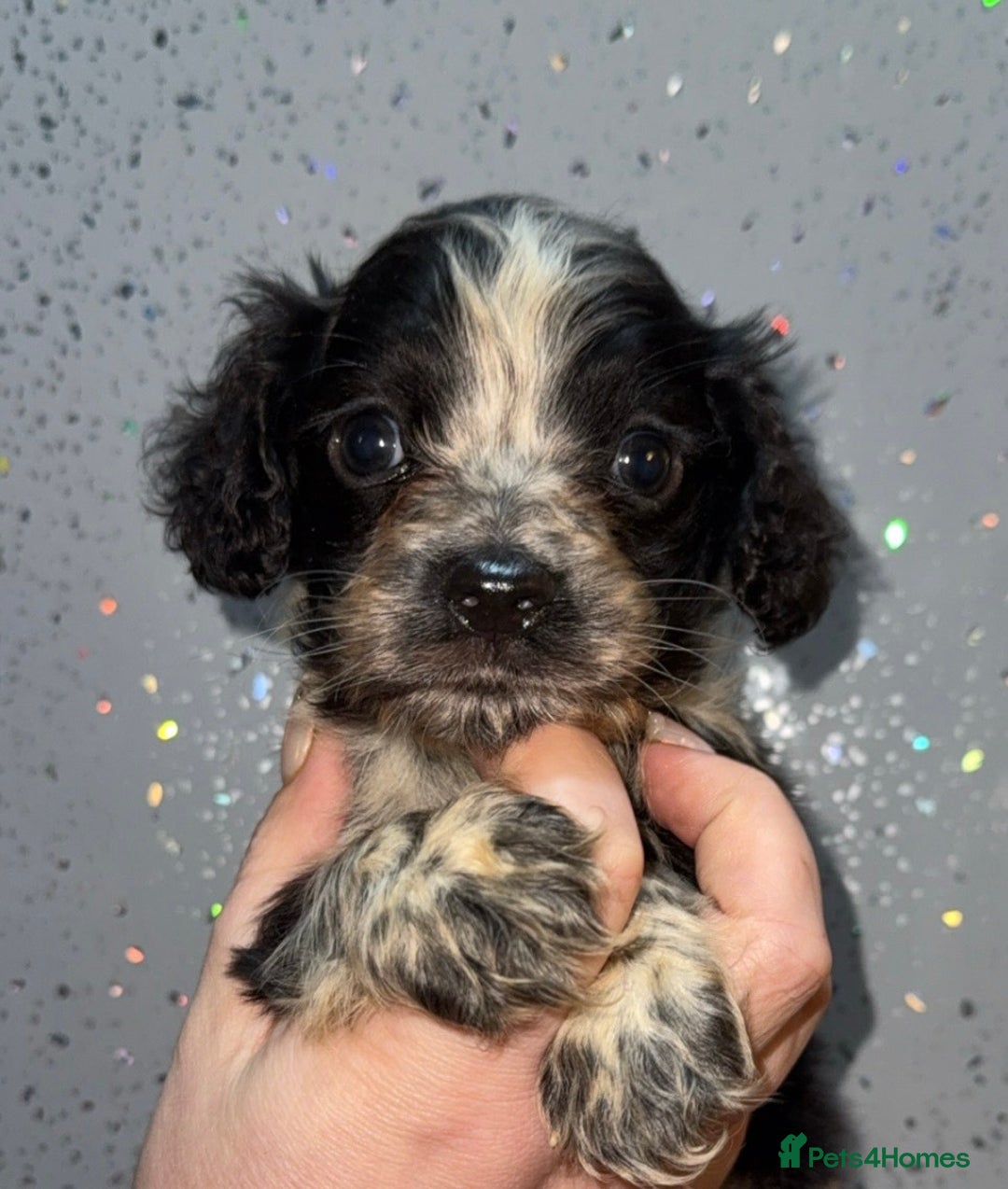 Cocker Spaniel dogs for sale: 1 little cocker spaniel boy - Advert 2