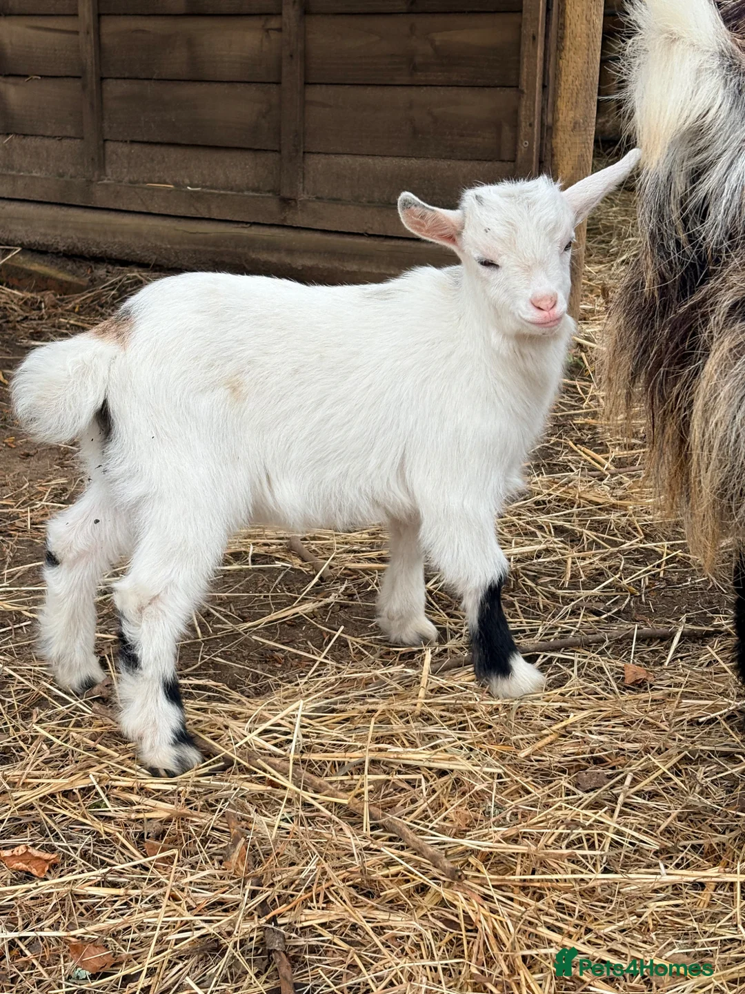 Goats livestock for sale: Pygmy Kids - 2 Does & 4 Wethers - Advert 2
