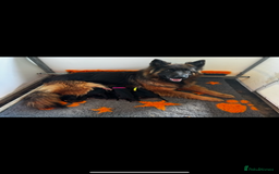 German Shepherd dogs for sale: ⭐️KC big bone GSD puppies ⭐️ - Image 13