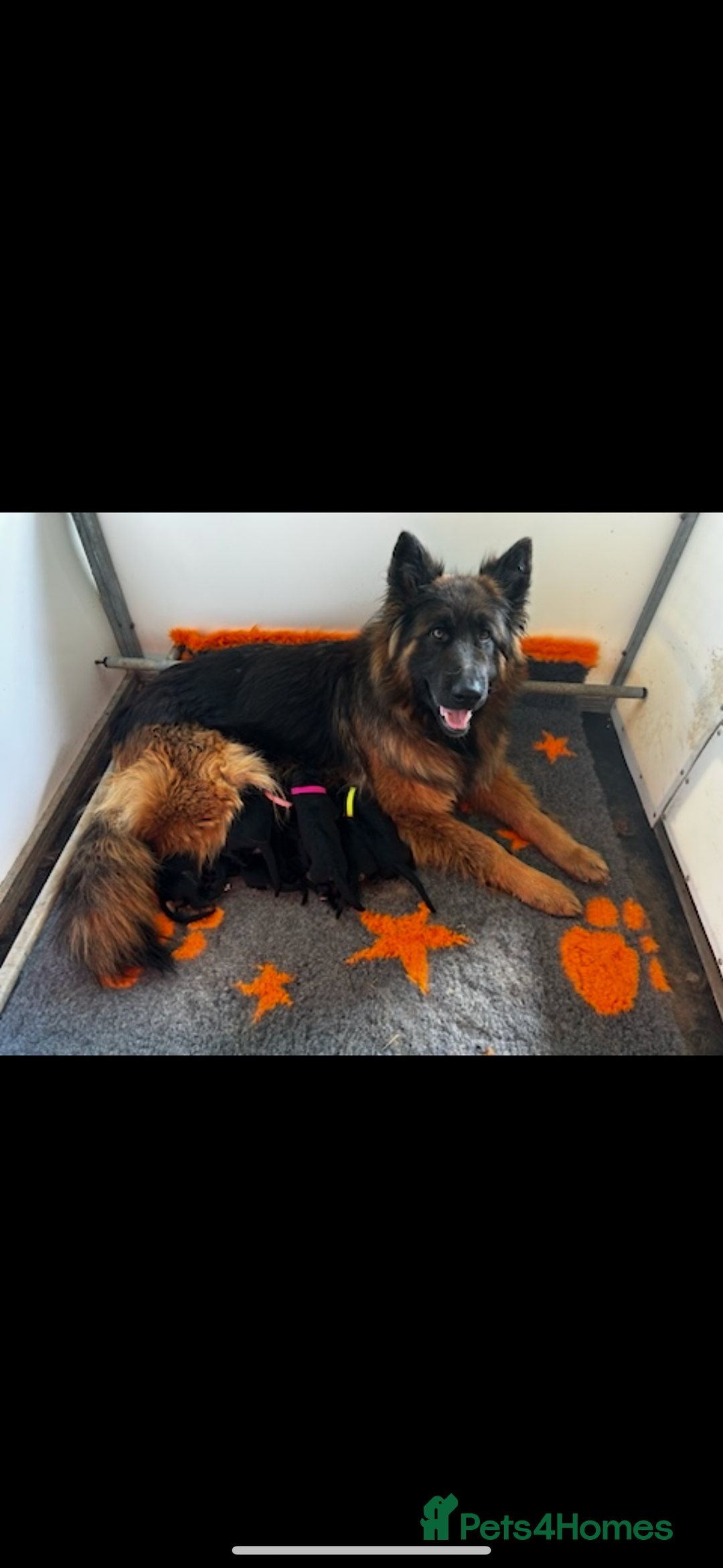 German Shepherd dogs for sale: ⭐️KC big bone GSD puppies ⭐️ - Image 13