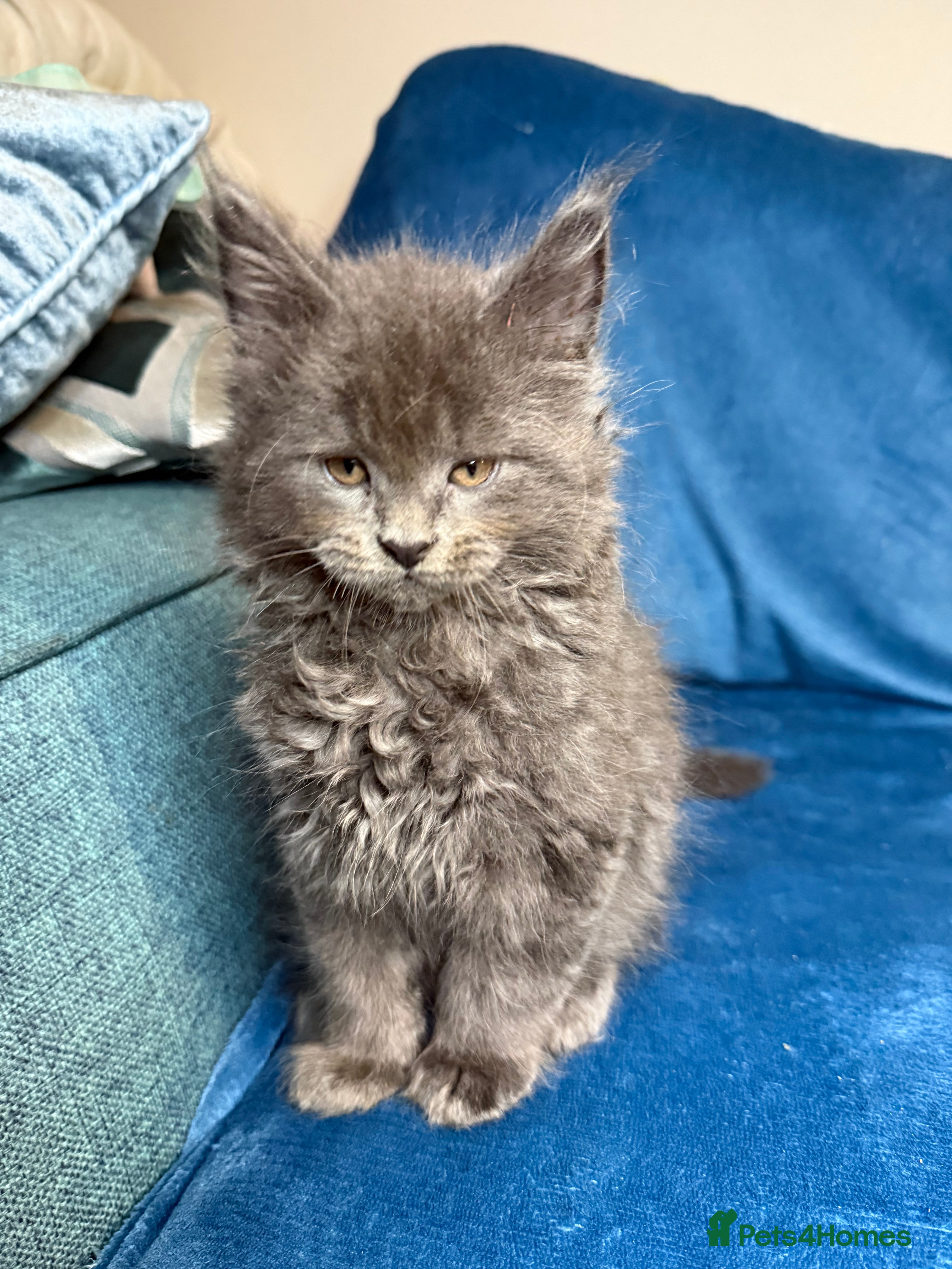 Maine Coon cats Maine coon kittens full breed xl dad blue/smoked  - Advert 9