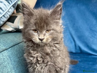 Maine Coon cats Maine coon kittens full breed xl dad blue/smoked - Advert 9