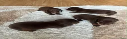 Dachshund dogs for sale: dachsands - Advert 3