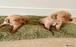 Goldador dogs for sale: Stunning Goldadors  - Image 9
