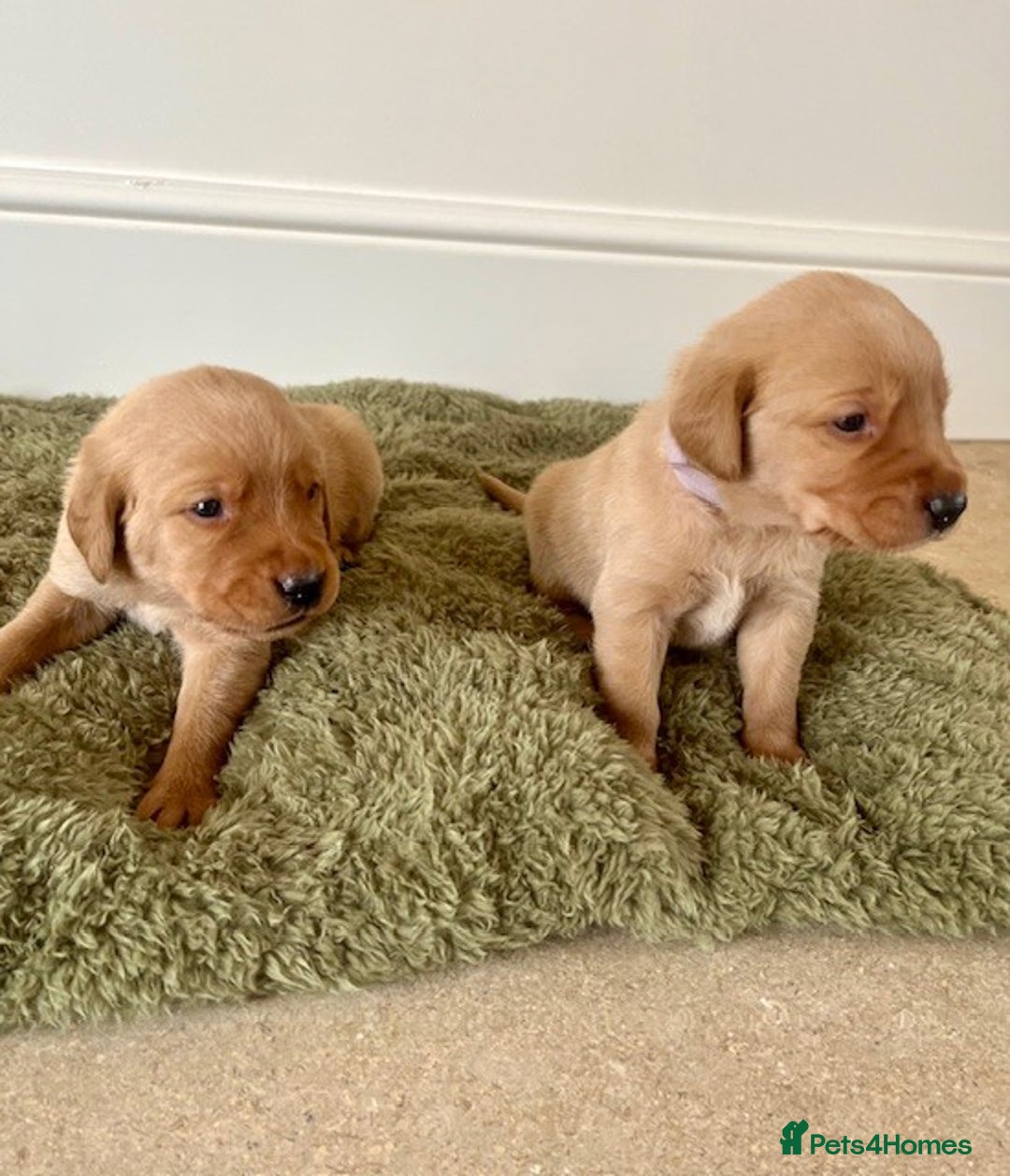 Goldador dogs for sale: Stunning Goldadors  - Image 9