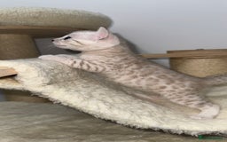Bengal cats for sale: 😻OUTSTANDING SHOW BENGALS. SHOW WINNING PARENTS🏆 - Image 20