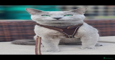 Russian Blue cats - Advert 2