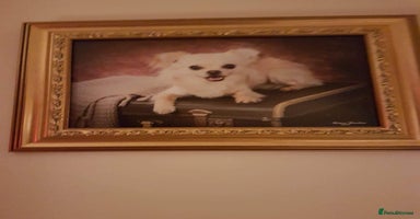 Chihuahua dogs Sir tom jones - Advert 7