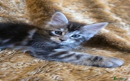 Maine Coon cats for sale: Stunning GCCF Registered Maine Coon kittens  - Image 1