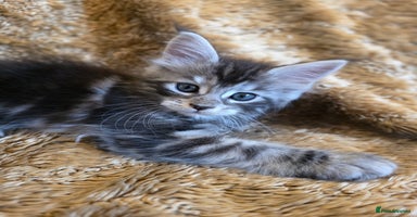 Maine Coon cats - Advert 5
