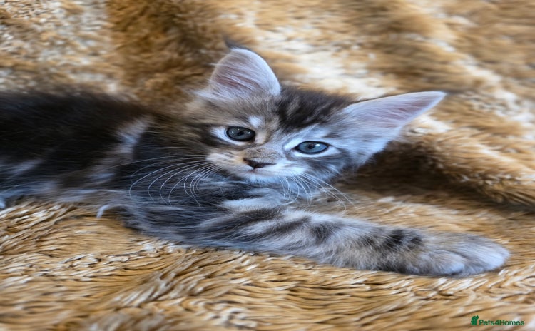 Maine Coon cats - Advert 1