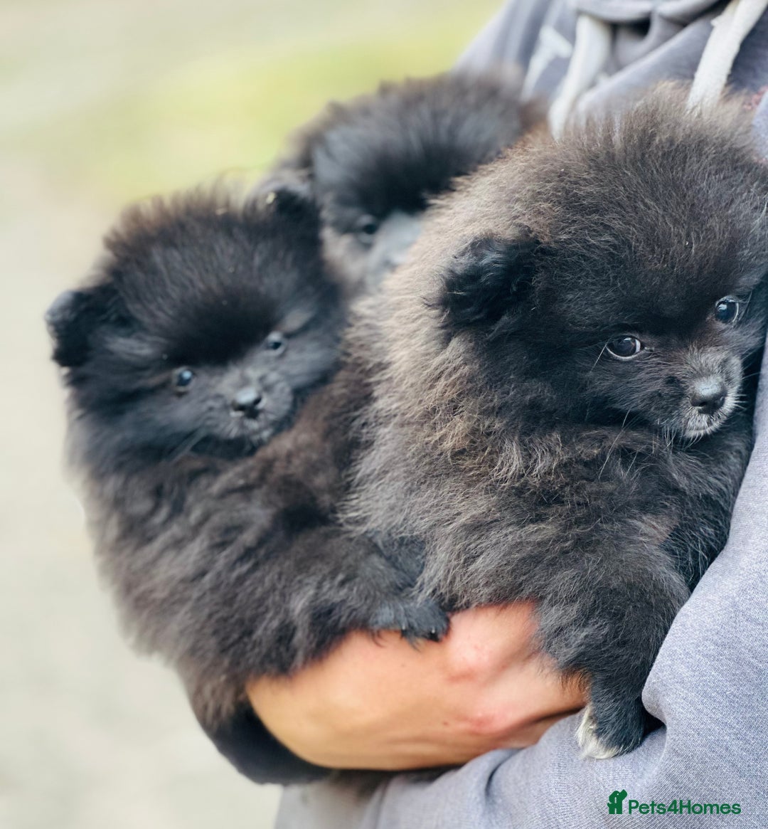 Pomeranian dogs for sale: Perfect poms - Image 2