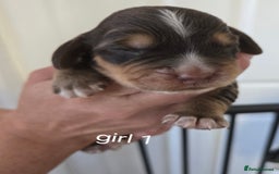 Sprocker dogs for sale: Beautiful sprocker spaniel puppies (5 left) - Image 10