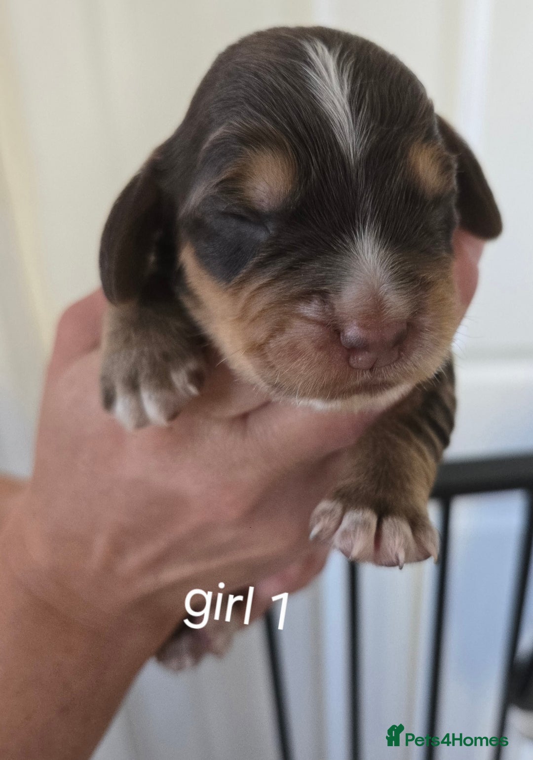 Sprocker dogs for sale: Beautiful sprocker spaniel puppies (5 left) - Image 10