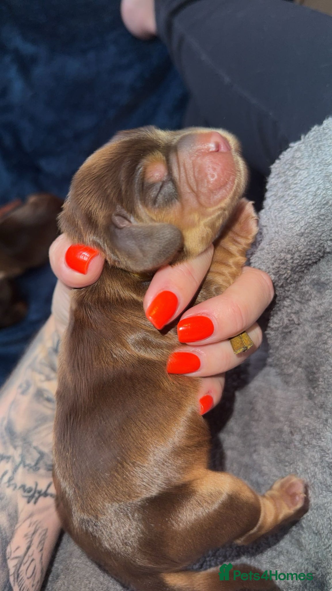 Cocker Spaniel dogs Outstanding KC registered Cocker Spaniel Puppies  - Advert 1