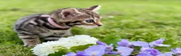 Bengal cats for sale: Beautiful Bengal kittens  - Advert 19