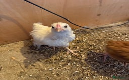 Chickens poultry for sale: 6 week old chickens various colours - Image 6