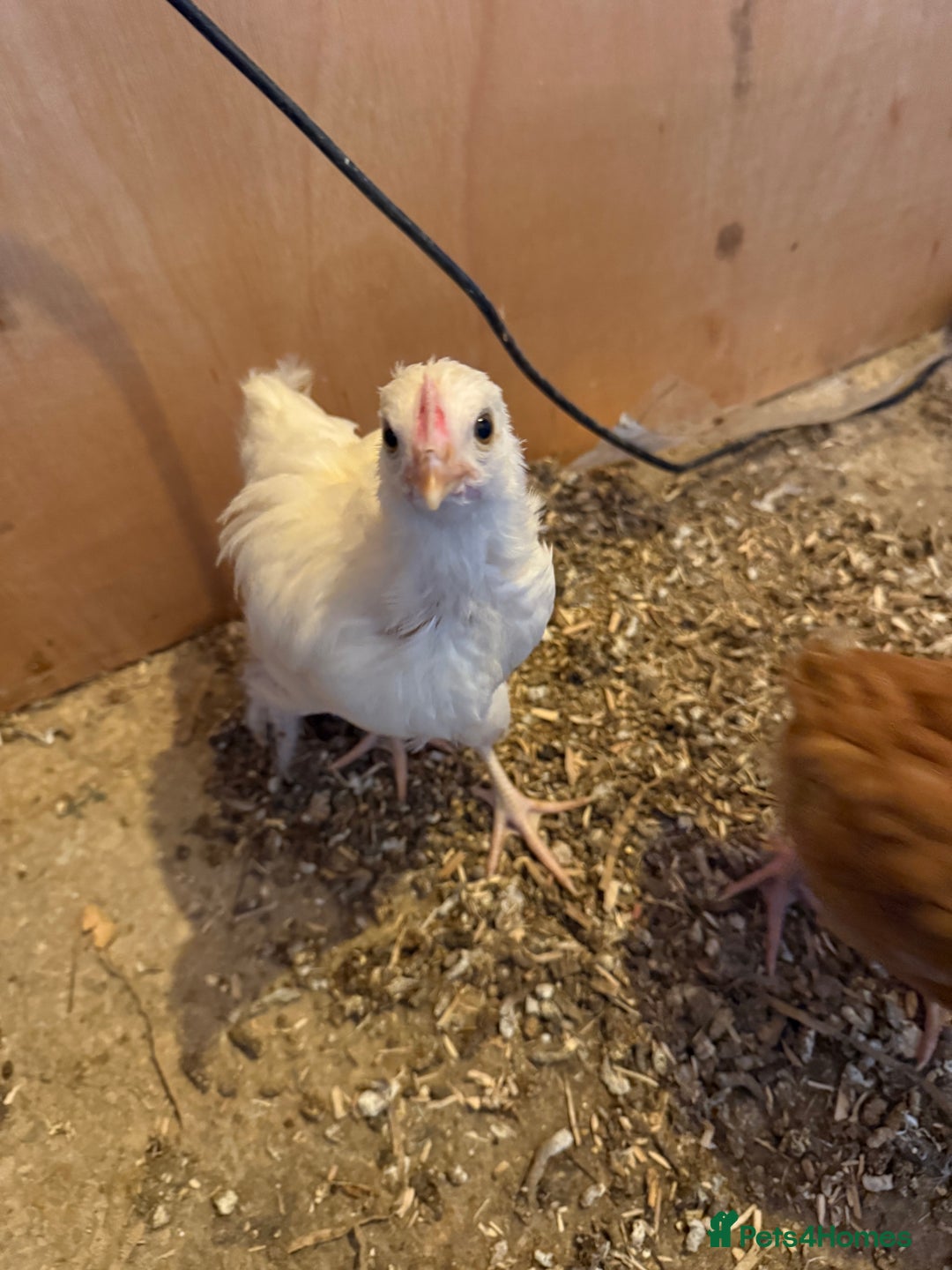 Chickens poultry for sale: 6 week old chickens various colours - Image 6