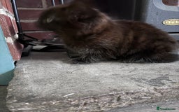 Mixed Breed cats for sale: 3 very fluffy kittens - Image 5