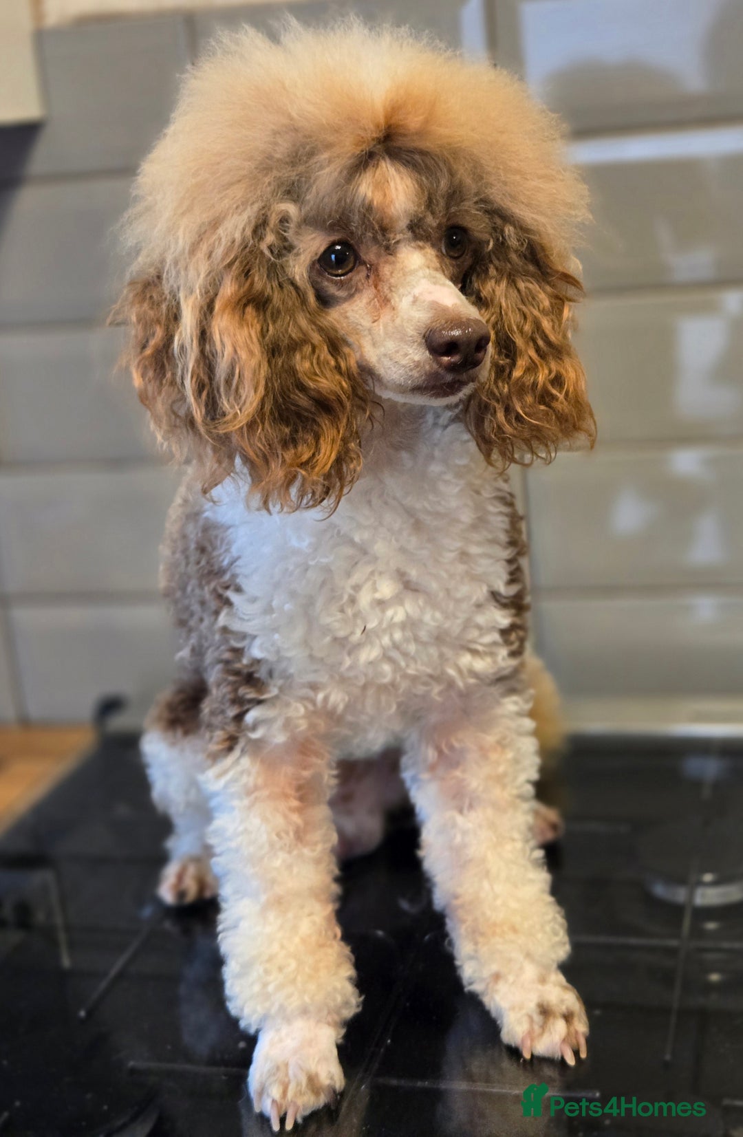 Toy Poodle dogs for sale: Adult Male KC Reg Toy Poodle - Image 4