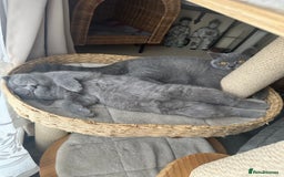 British Shorthair cats for sale: British Shorthair GCCF Registered Kittens  - Image 5