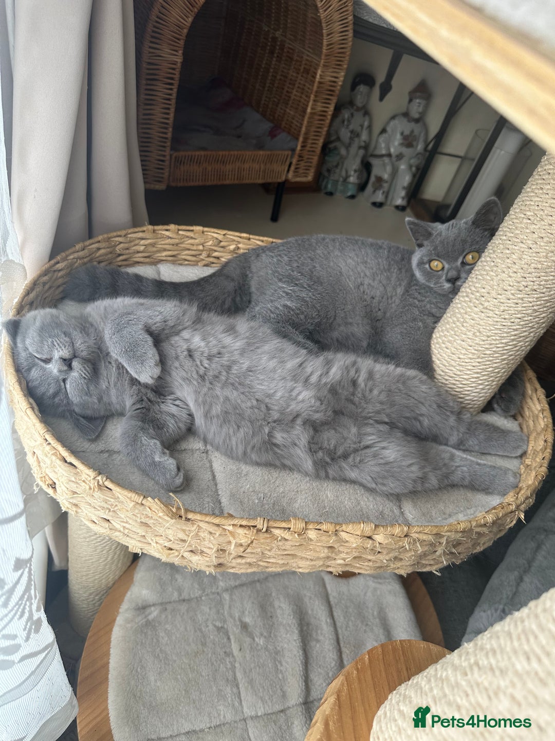 British Shorthair cats for sale: British Shorthair GCCF Registered Kittens  - Image 5