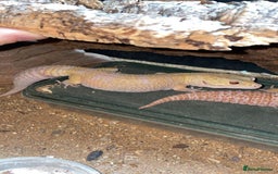 Leopard Gecko reptiles for sale: 2 Female Leopard Geckos for Sale - Image 3