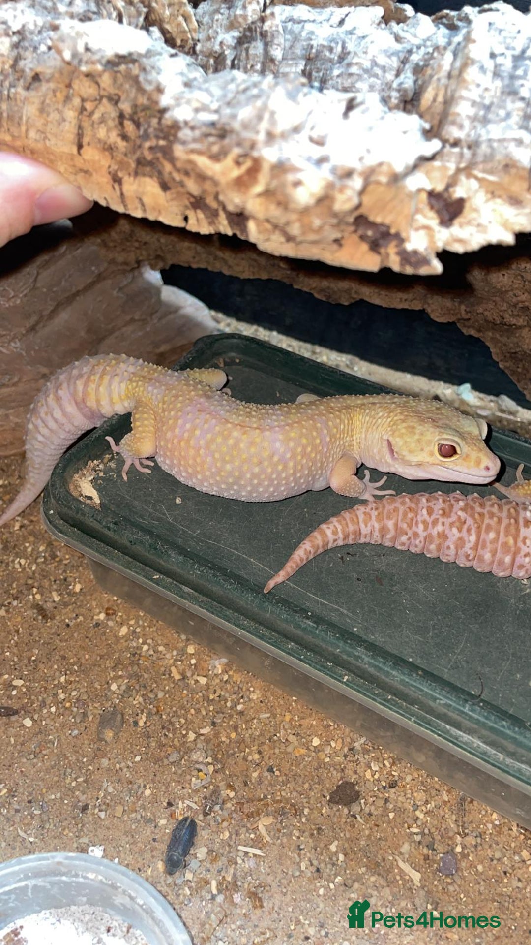 Leopard Gecko reptiles for sale: 2 Female Leopard Geckos for Sale - Image 3