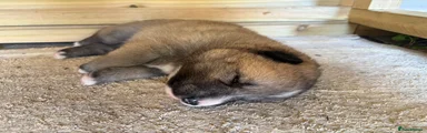 Shepsky 5