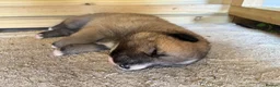 Shepsky dogs for sale: Shepsky Pups in Scarborough - Advert 18