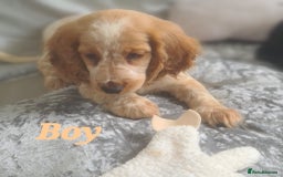 Cocker Spaniel dogs for sale: 🐶PRA FA HEALTH TESTED Show Cocker Spaniels Ready - Image 11