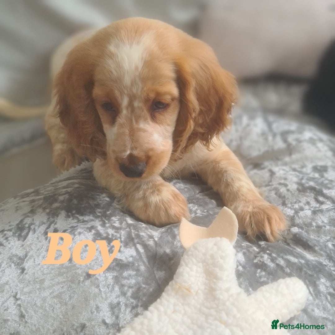Cocker Spaniel dogs for sale: 🐶PRA FA HEALTH TESTED Show Cocker Spaniels Ready - Image 11