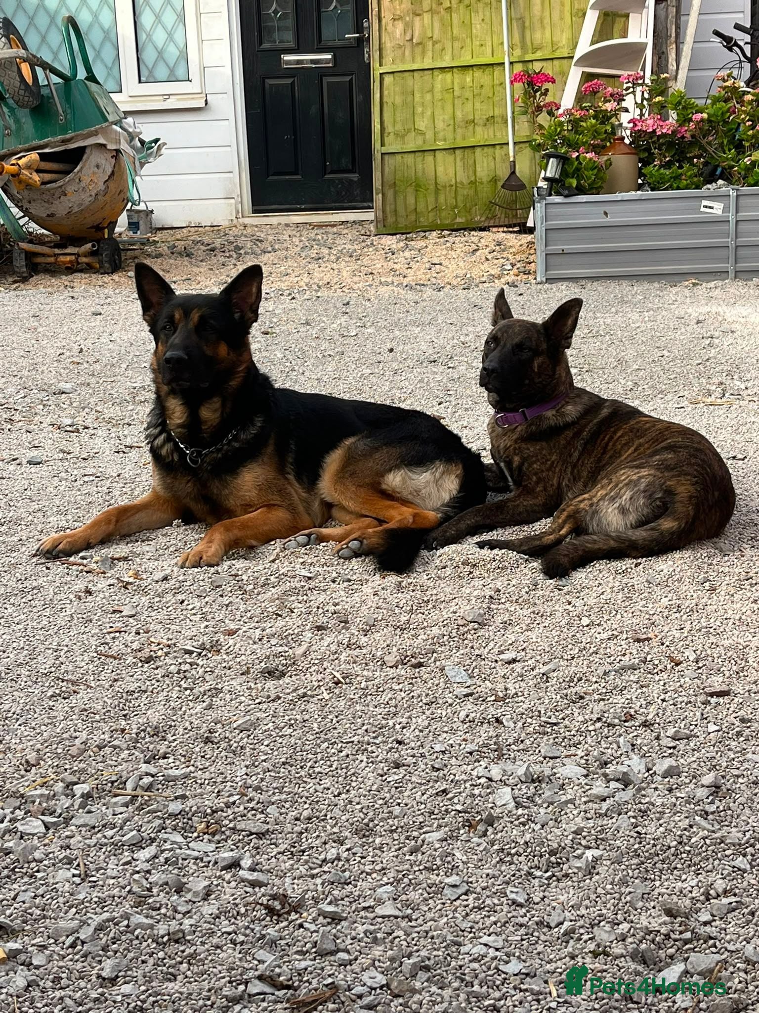 German Shepherd dogs beautiful shepkita puppies  - Advert 5