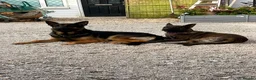 German Shepherd dogs for sale: beautiful shepkita puppies  - Advert 1