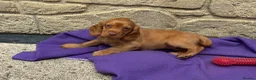 Cocker Spaniel dogs for sale: Cocker spaniel puppies - Advert 4
