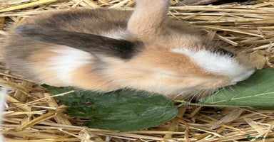 Mini Lop rabbits - Advert 2