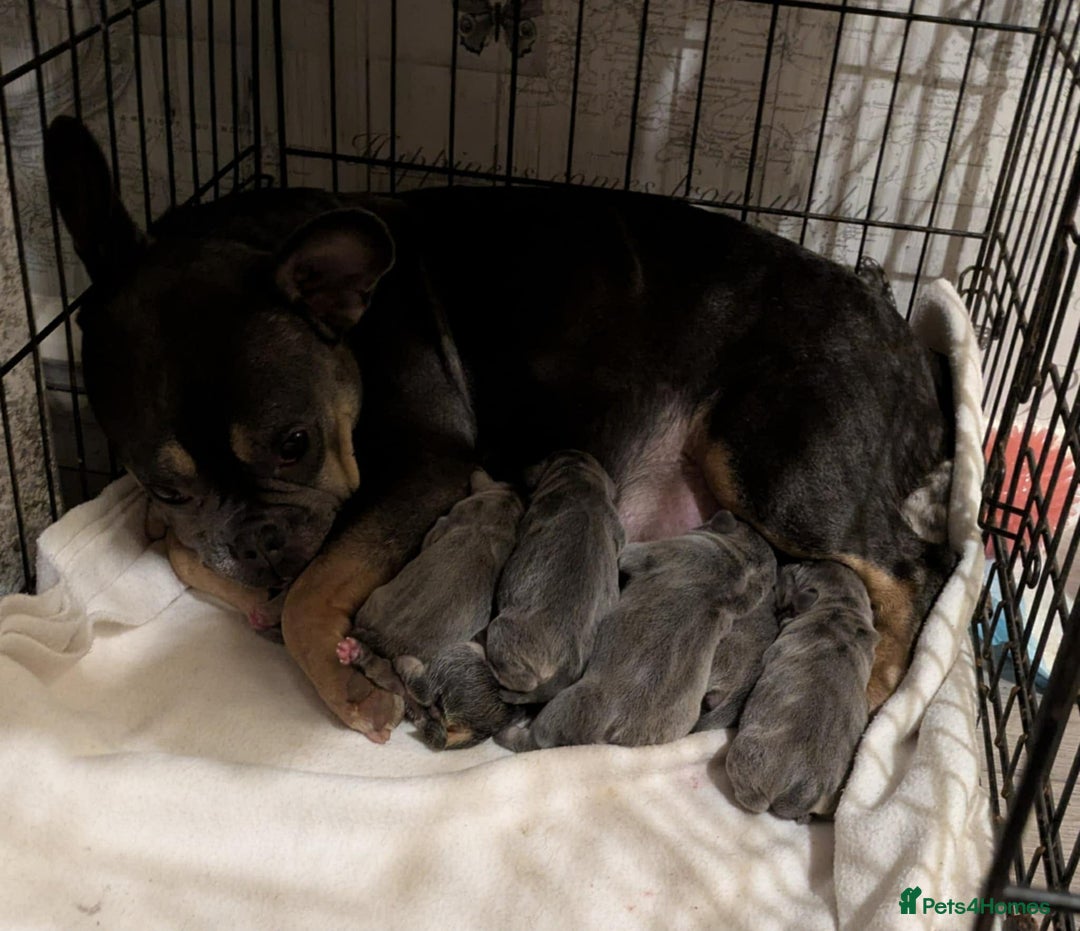 French Bulldog dogs for sale: 2 french bulldog boys  - Advert 1