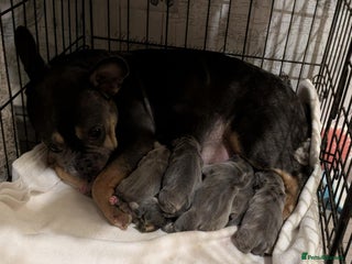 French Bulldog dogs 2 french bulldog boys - Advert 1