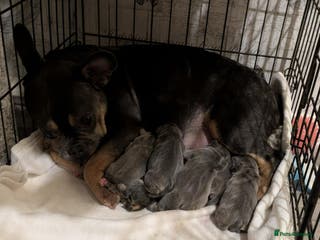 French Bulldog dogs 2 french bulldog boys - Advert 8