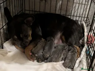 French Bulldog dogs 2 french bulldog boys - Advert 9