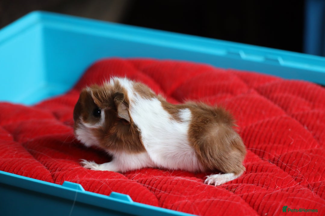 Guinea Pig rodents for sale: 4 Peruvian Baby Boars for Sale - Advert 5