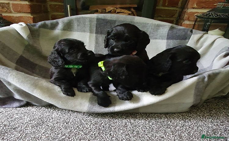 Cocker Spaniel dogs - Advert 11