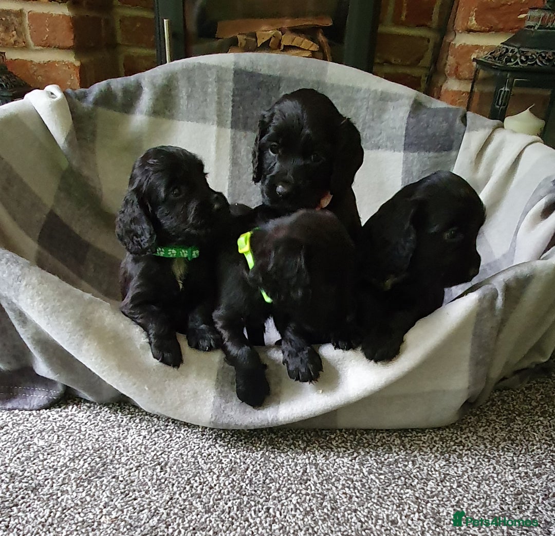 Cocker Spaniel dogs for sale: WORKING COCKER SPANIEL PUPPIES–EXCELLENT PEDIGREE - Image 1